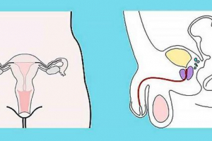 Роль гонада у виробництві жіночих та чоловічих статевих гормонів Роль гонада у виробництві жіночих та чоловічих статевих гормонів